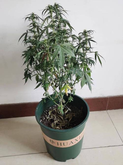土耳其警方焚烧20吨大麻,2万居民意外“吸毒”